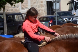 Chevaux lourds : une jument yssingelaise titrée à domicile