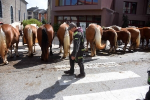 Chevaux lourds : une jument yssingelaise titrée à domicile