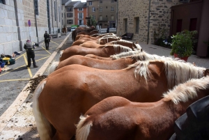 Chevaux lourds : une jument yssingelaise titrée à domicile