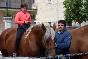 Chevaux lourds : une jument yssingelaise titrée à domicile