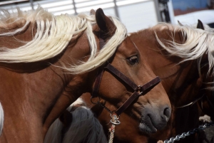 Chevaux lourds : une jument yssingelaise titrée à domicile