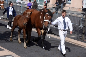 Chevaux lourds : une jument yssingelaise titrée à domicile