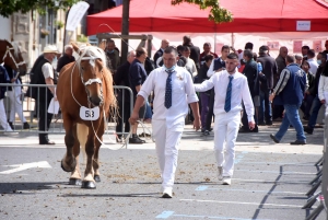 Chevaux lourds : une jument yssingelaise titrée à domicile