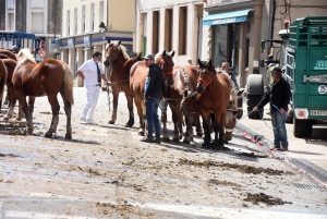 Chevaux lourds : une jument yssingelaise titrée à domicile