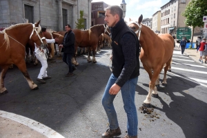 Chevaux lourds : une jument yssingelaise titrée à domicile