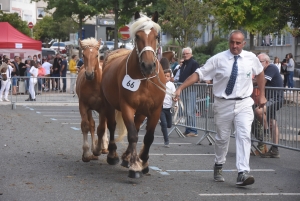 Chevaux lourds : une jument yssingelaise titrée à domicile