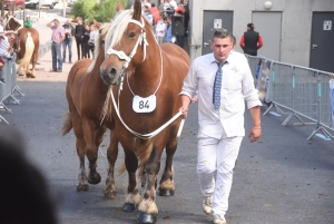 Chevaux lourds : une jument yssingelaise titrée à domicile