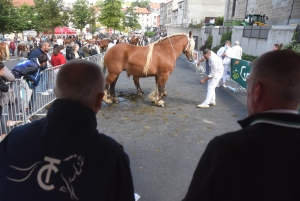 Chevaux lourds : une jument yssingelaise titrée à domicile