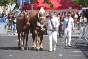 Chevaux lourds : une jument yssingelaise titrée à domicile