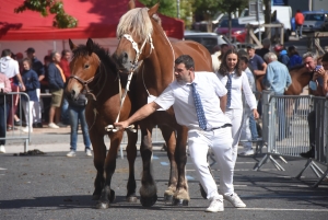 Chevaux lourds : une jument yssingelaise titrée à domicile