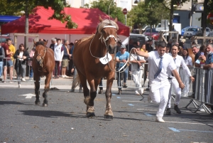 Chevaux lourds : une jument yssingelaise titrée à domicile