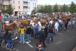 Chevaux lourds : une jument yssingelaise titrée à domicile