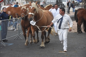 Chevaux lourds : une jument yssingelaise titrée à domicile