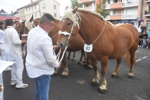 Chevaux lourds : une jument yssingelaise titrée à domicile