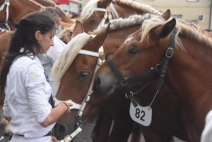 Chevaux lourds : une jument yssingelaise titrée à domicile