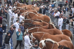 Chevaux lourds : une jument yssingelaise titrée à domicile