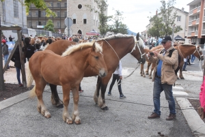 Chevaux lourds : une jument yssingelaise titrée à domicile