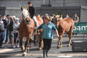 Chevaux lourds : une jument yssingelaise titrée à domicile