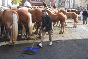 Chevaux lourds : une jument yssingelaise titrée à domicile