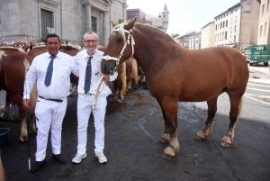 Chevaux lourds : une jument yssingelaise titrée à domicile