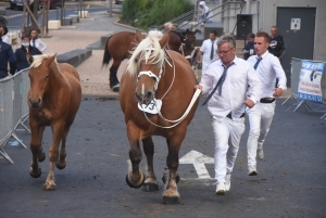 Chevaux lourds : une jument yssingelaise titrée à domicile