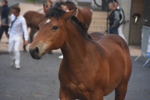 Chevaux lourds : une jument yssingelaise titrée à domicile