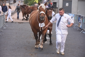 Chevaux lourds : une jument yssingelaise titrée à domicile