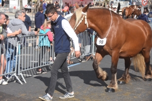 Chevaux lourds : une jument yssingelaise titrée à domicile