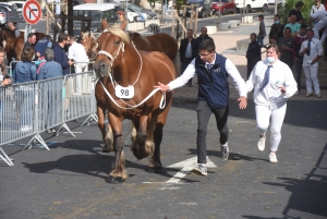 Chevaux lourds : une jument yssingelaise titrée à domicile