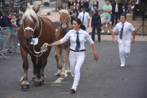 Chevaux lourds : une jument yssingelaise titrée à domicile