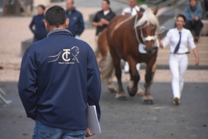 Chevaux lourds : une jument yssingelaise titrée à domicile