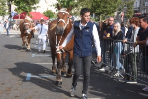 Chevaux lourds : une jument yssingelaise titrée à domicile