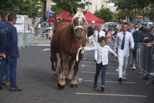 Chevaux lourds : une jument yssingelaise titrée à domicile