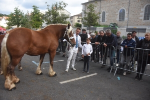 Chevaux lourds : une jument yssingelaise titrée à domicile