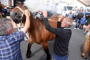 Chevaux lourds : une jument yssingelaise titrée à domicile