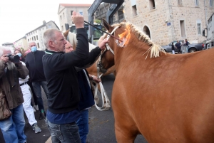 Chevaux lourds : une jument yssingelaise titrée à domicile