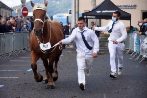 Chevaux lourds : une jument yssingelaise titrée à domicile