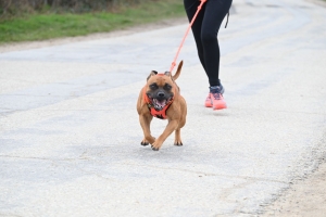 35 participants pour le premier canicross à Bas-en-Basset