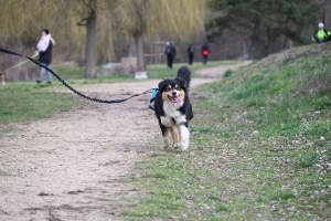 35 participants pour le premier canicross à Bas-en-Basset