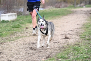 35 participants pour le premier canicross à Bas-en-Basset