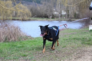 35 participants pour le premier canicross à Bas-en-Basset