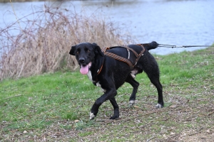 35 participants pour le premier canicross à Bas-en-Basset