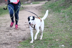 35 participants pour le premier canicross à Bas-en-Basset