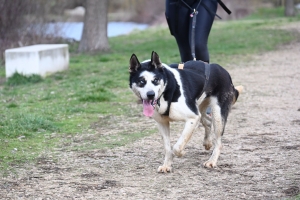 35 participants pour le premier canicross à Bas-en-Basset