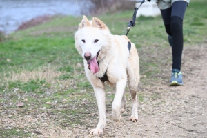 35 participants pour le premier canicross à Bas-en-Basset