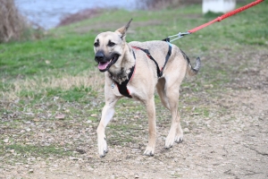 35 participants pour le premier canicross à Bas-en-Basset