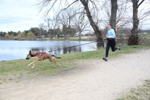 35 participants pour le premier canicross à Bas-en-Basset