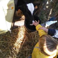 Bas-en-Basset : les bambins de la crèche visitent une ferme