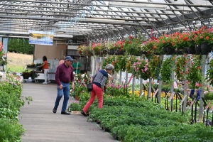 Le conseil du jardinier : des légumes à planter maintenant pour en profiter cet hiver