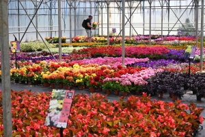 Le conseil du jardinier : des légumes à planter maintenant pour en profiter cet hiver